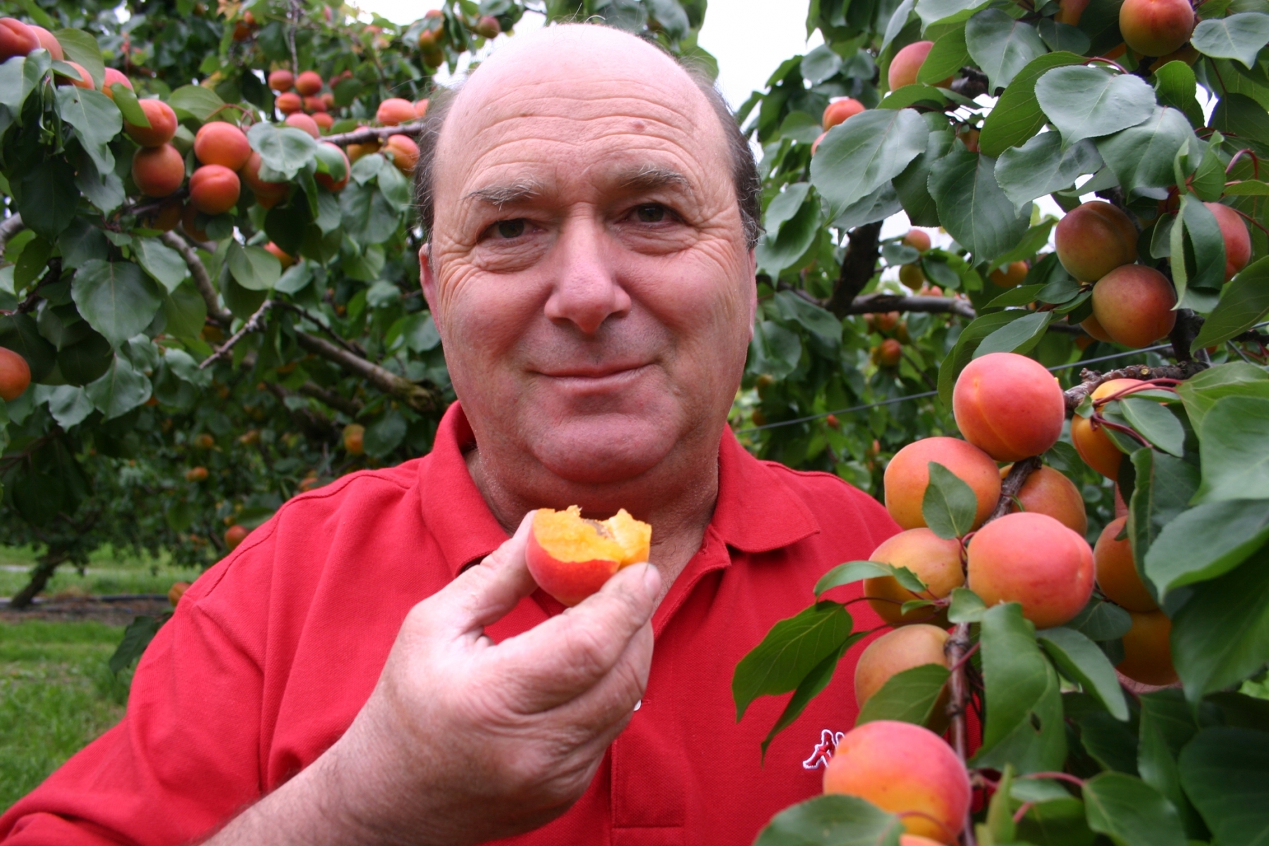 Bernard Lucciarini, producteur d'abricots, se réjouit de la qualité de la récolte de cette année.