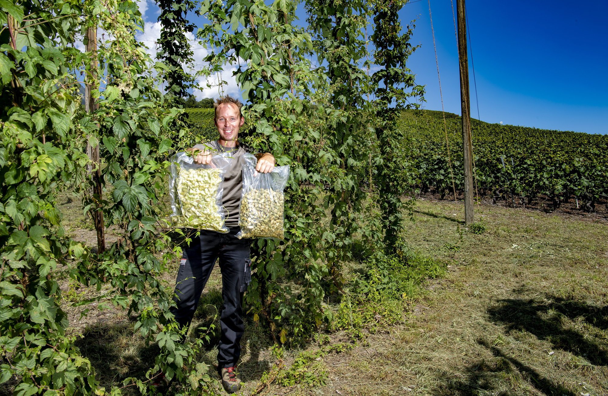 Comme les plantes ne sont pas encore à maturité sur sa parcelle au cœur du vignoble saviésan, Gaël Roten a apporté deux sacs issus de sa première récolte de houblon.