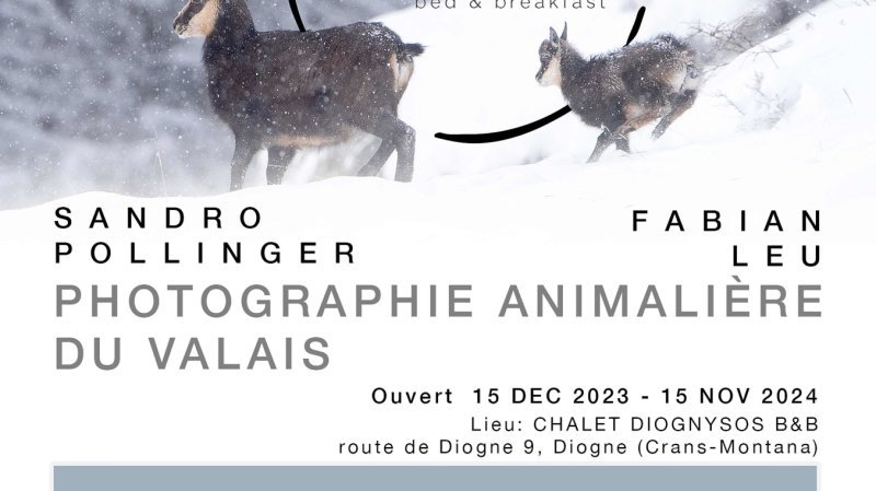 Valais Sauvage - Photos animalières au Diognysos