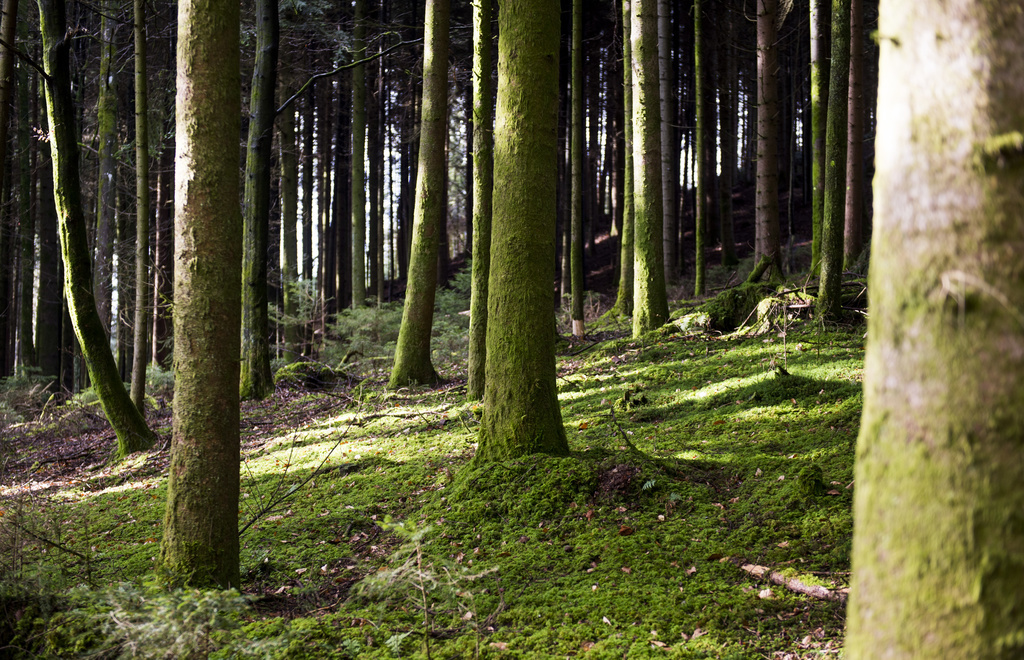Les chênes centenaires de la forêt d'Harvard absorbent deux fois plus de CO2 qu'en 1992. (illustration)