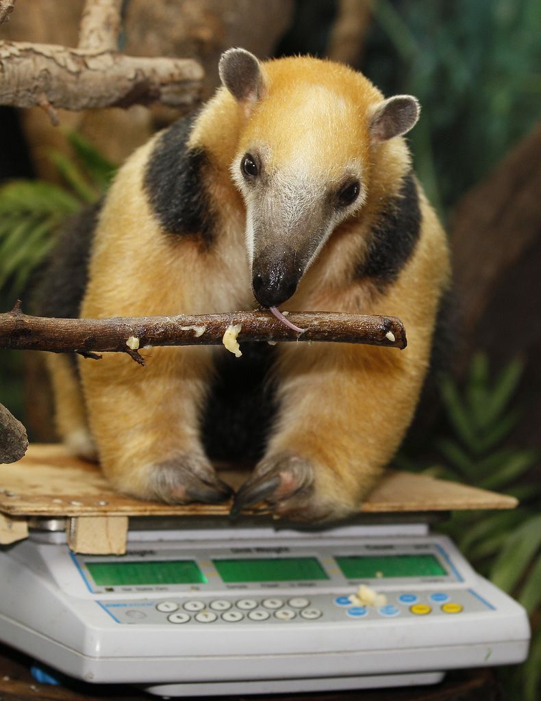 Tammy the Tamandua, a tree-living anteater sits on a set of weighing scales at London Zoo in London, Thursday, Aug. 25, 2011. The zoo is carrying out it's annual check on over 750 species, recording weights and heights. The information is recorded into the International Species Information System which can be shared with zoos across the world. (AP Photo/Kirsty Wigglesworth)