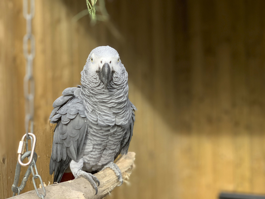Elsie est l'un des cinq perroquets effrontés du parc anglais.