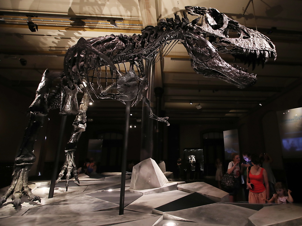 Seule une cinquantaine de tyrannosaures rex ont été découverts depuis le premier, en 1902 (archives).