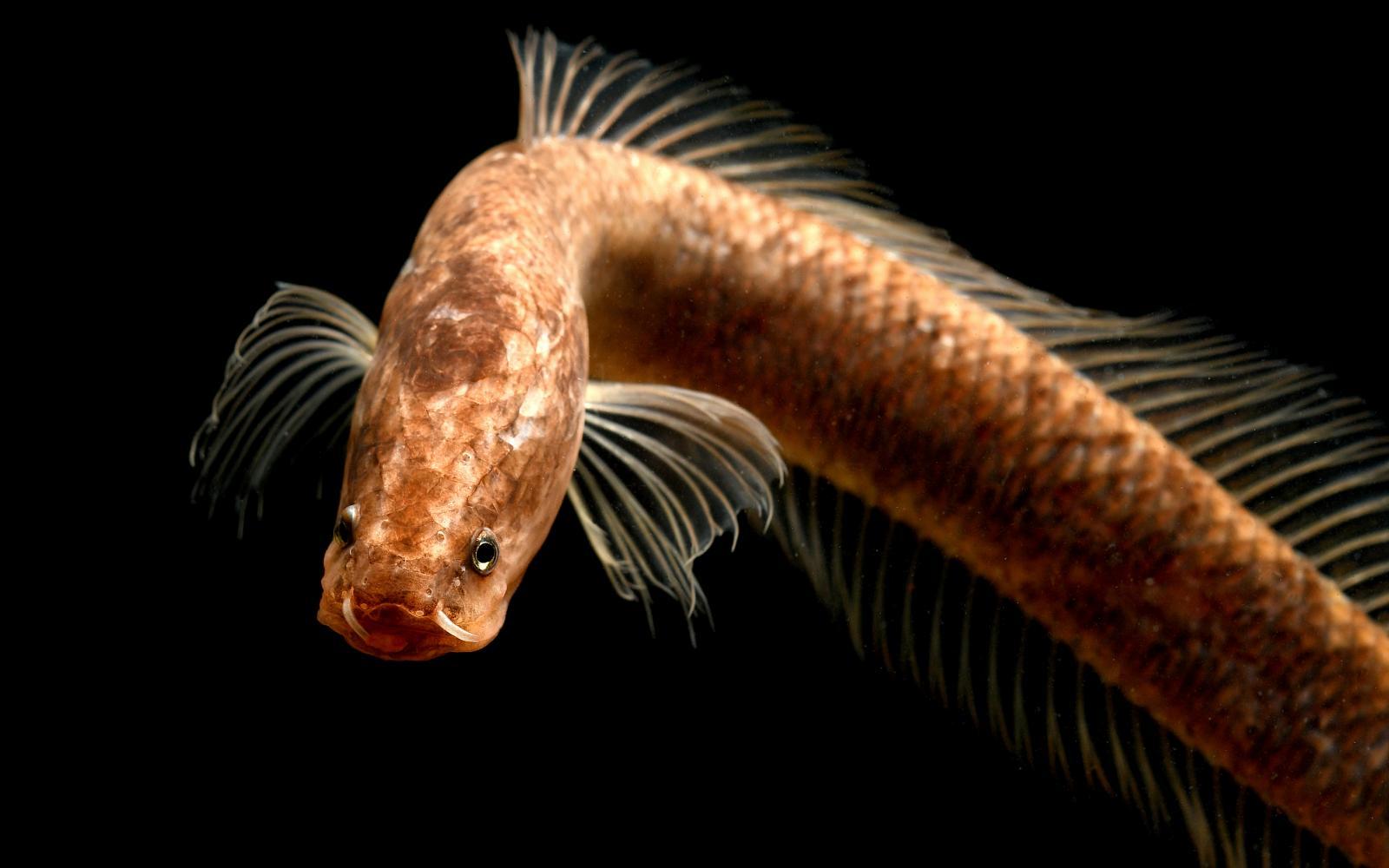 L'Aenigmachannidae Gollum est une nouvelle espèce de poissons.