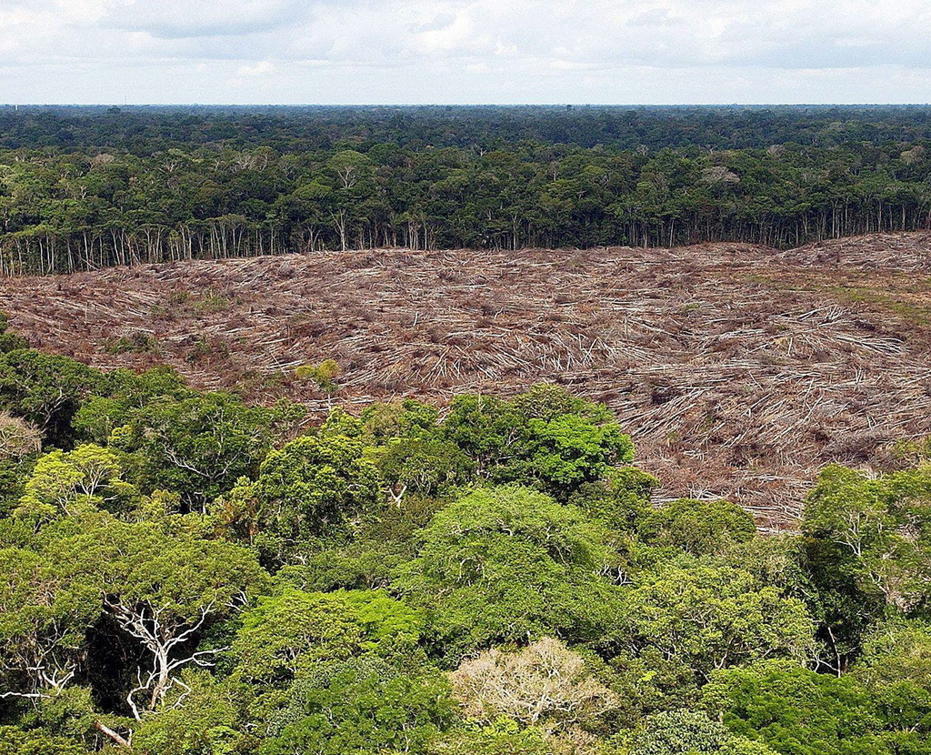 La diversité des espèces est optimale pour les forêts tropicales humides.