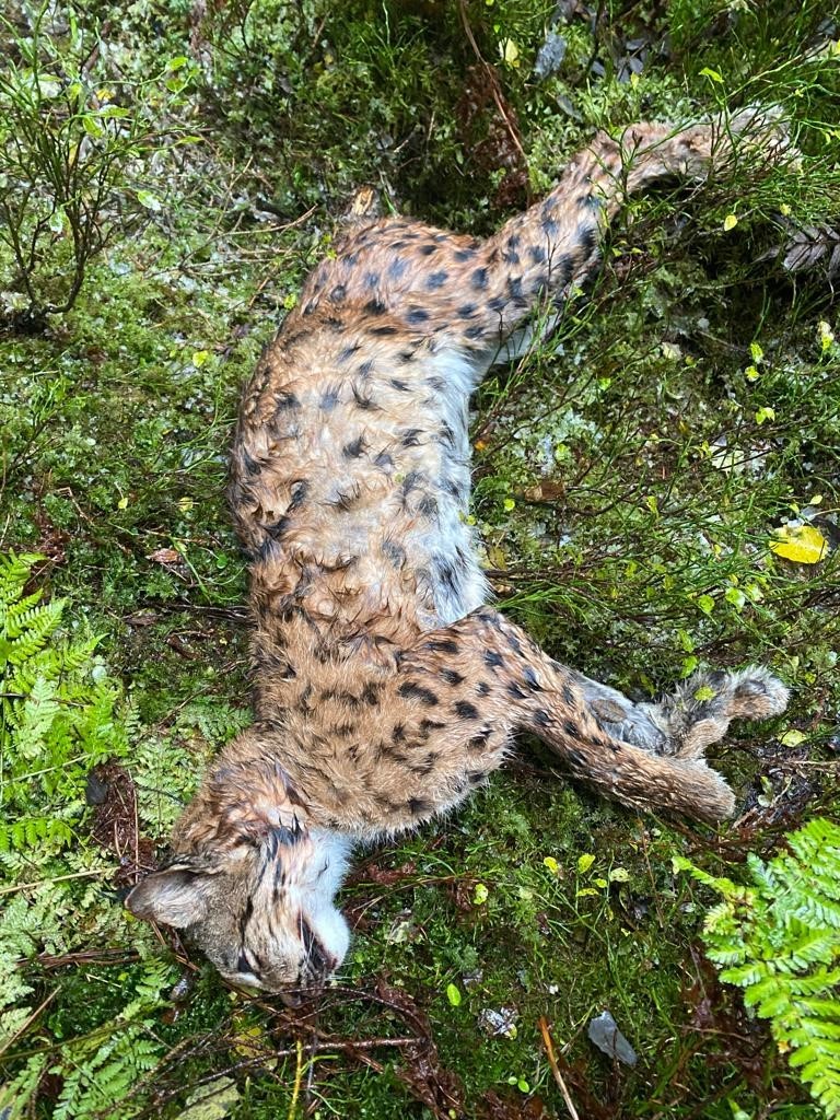 Le cadavre du lynx retrouvé près de l'étang des Royes.