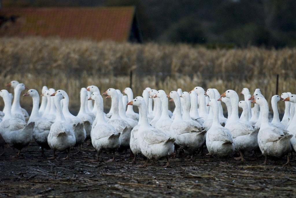 Selon les connaissances actuelles, la souche de grippe aviaire qui circule en ce moment n’est pas transmissible à l’être humain. (illustration)