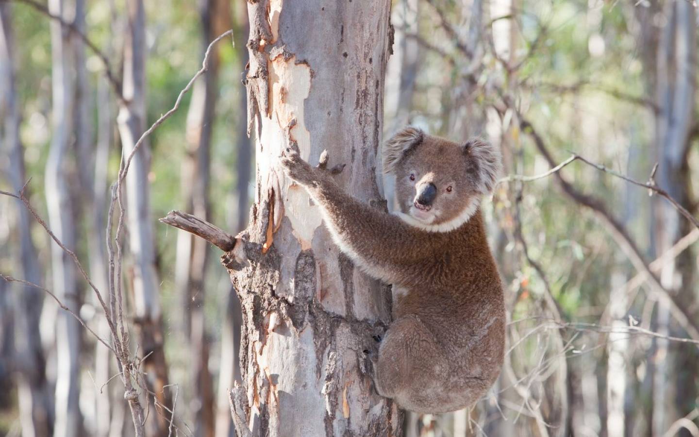 Selon un rapport du WWF, 60 000 koalas ont été tués, blessés ou touchés d’une manière ou d’une autre par les incendies.