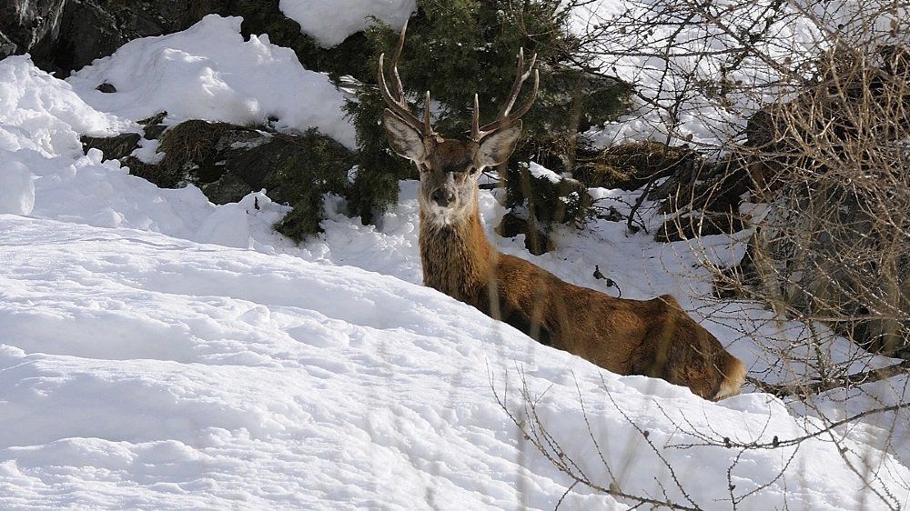 Les animaux sauvages sont, en principe, bien adaptés aux conditions hivernales... s'ils ne sont pas dérangés.