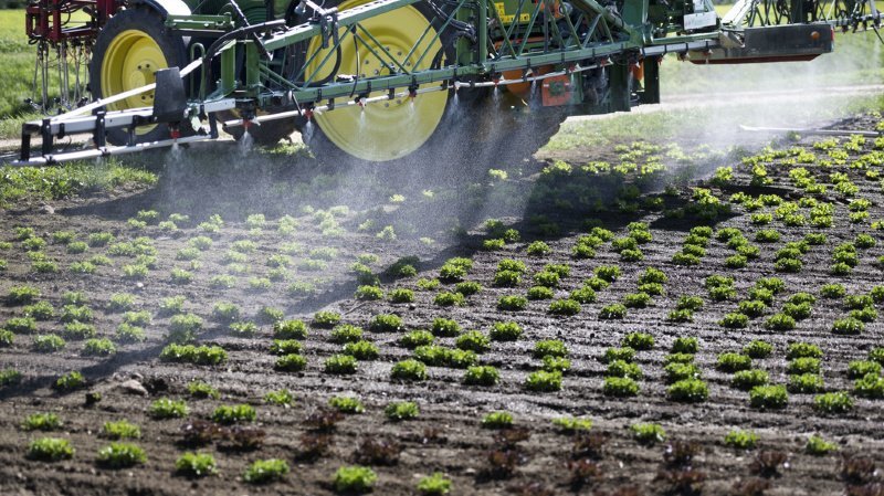 Les Suisses se prononceront sur les deux initiatives liées aux pesticides le 13 juin prochain.