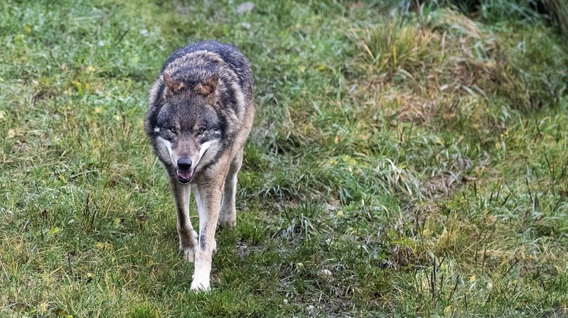 Un loup peut être tiré dans la vallée de Conches.