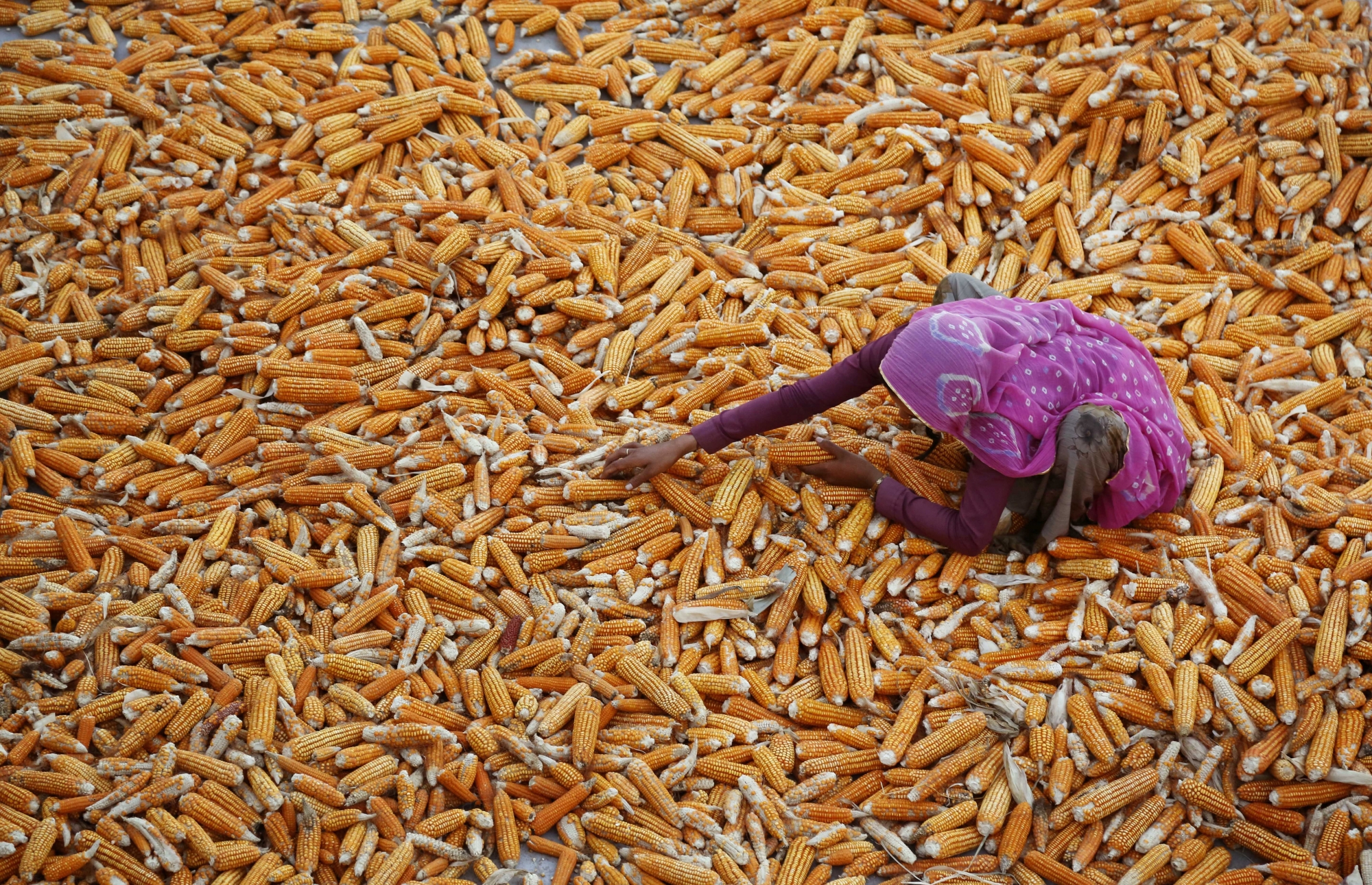 Une agricultrice indienne sèche la récolte de maïs dans l’Etat occidental du Rajasthan en Inde. Le maïs est une culture céréalière importante dans le monde après le blé et le riz.