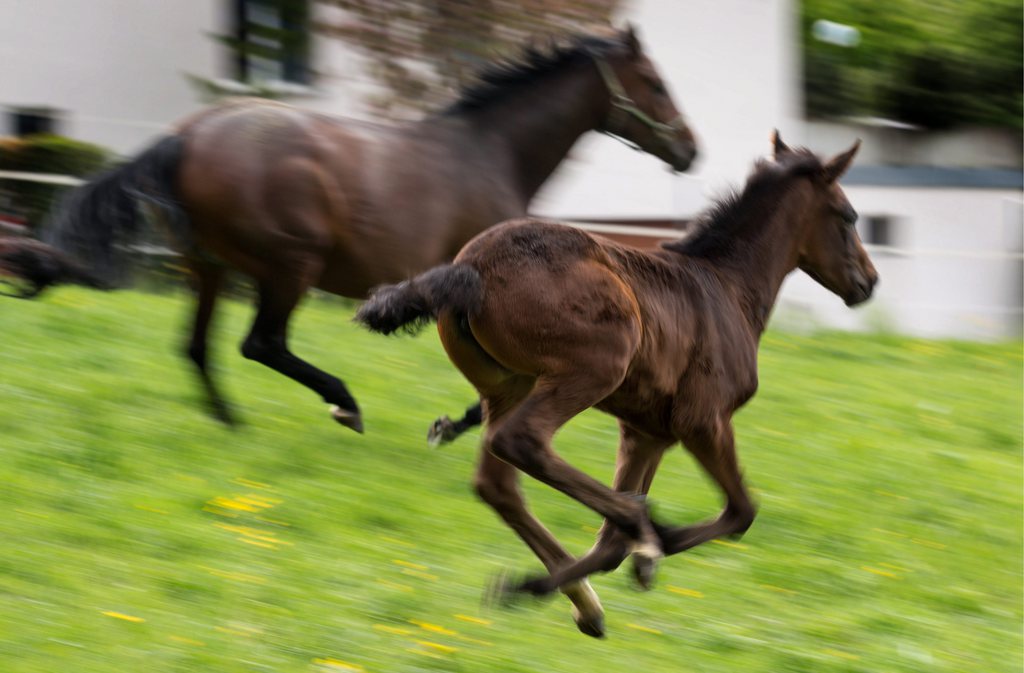 Trois chevaux se sont échappés de leur enclos à Andeer (GR). Pour l'un d'eux, cette fuite a été fatale.