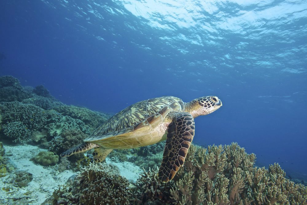 L'ingestion de débris en plastique peut être mortelle pour les tortues et autres animaux marins.