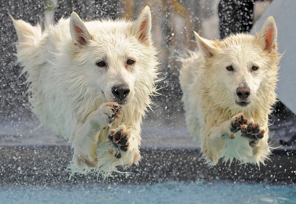 White Swiss  Shepherd dogs  'Kenai', left, and 'Yasu', right, jump  into the water during the dog diving competition at the International pedigree dog and purebred cat exhibition in Erfurt, central Germany, Sunday, June 16, 2013. 4,000 dogs and 150 cats from 20 countries re shown  at the exhibition. (AP Photo/Jens Meyer)