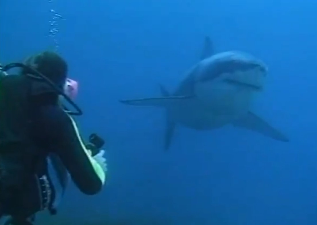 Une entreprise australienne a lancé jeudi des combinaisons anti-requin censées dissuader les prédateurs d'attaquer surfeurs et baigneurs pris pour des proies. 