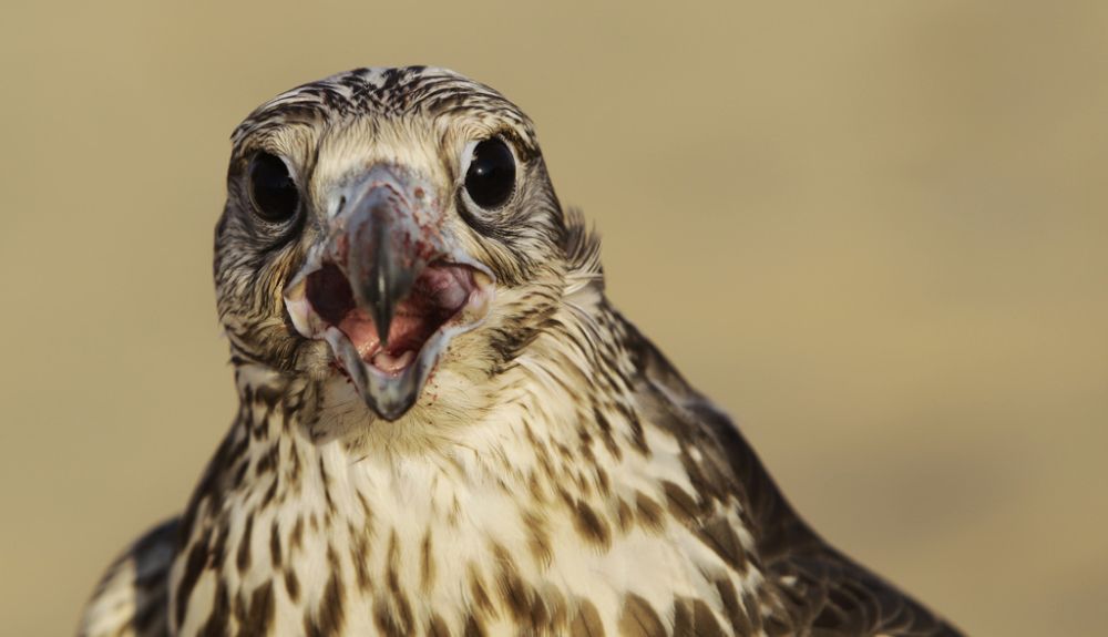 In this Thursday, Nov. 15, 2012 photo, a falcon with a bloody beak screeches after receiving a piece of meat as a reward during a training session in the outskirts of Dubai, United Arab Emirates. While the methods to develop top-quality hunting falcons date back to antiquity, its transition into a modern Middle Eastern passion has brought in microchip tagging and price tags that can run well over $10,000 for a prime bird. (AP Photo/Kamran Jebreili)