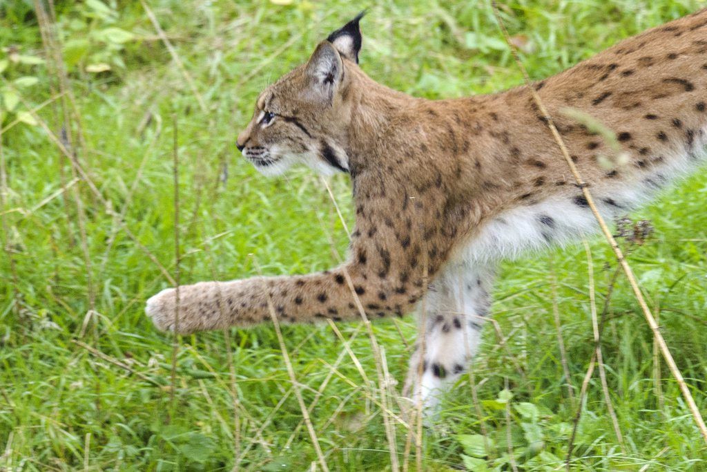 Les lynx sauvages s'habituent normalement très difficilement à la captivité.
