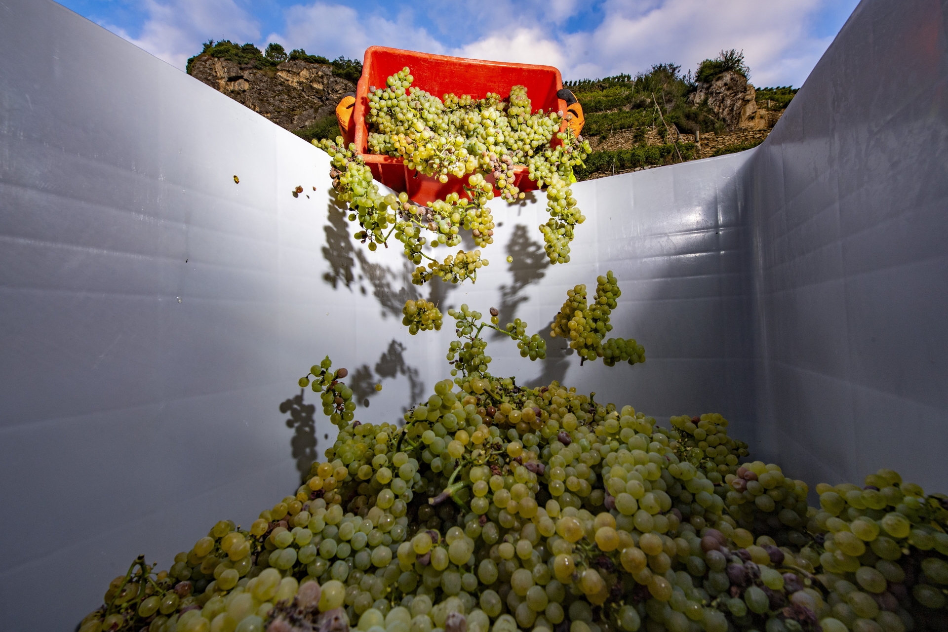 Les vins du millésime 2021 seront portés sur le fruit et promettent une belle concentration.