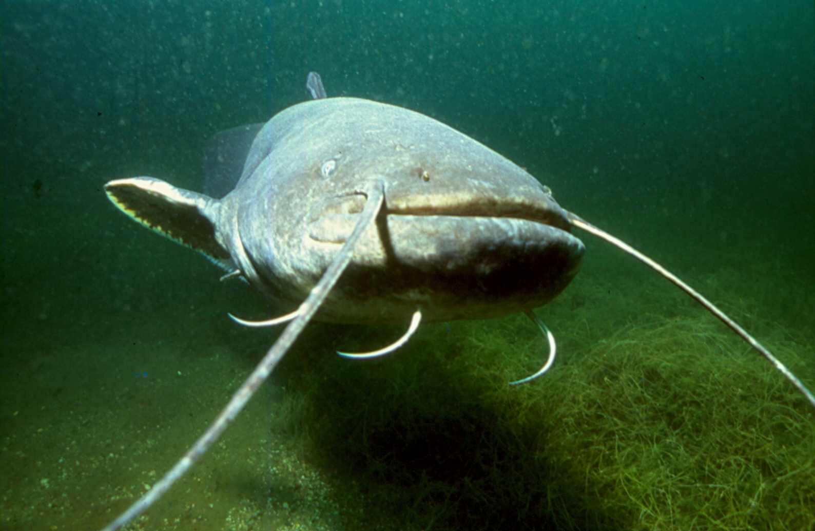 «Silurus glanis» est l’un des plus grands poissons d’eau douce: il peut mesurer jusqu’à 250 centimètres et peser jusqu’à 80 kilos.