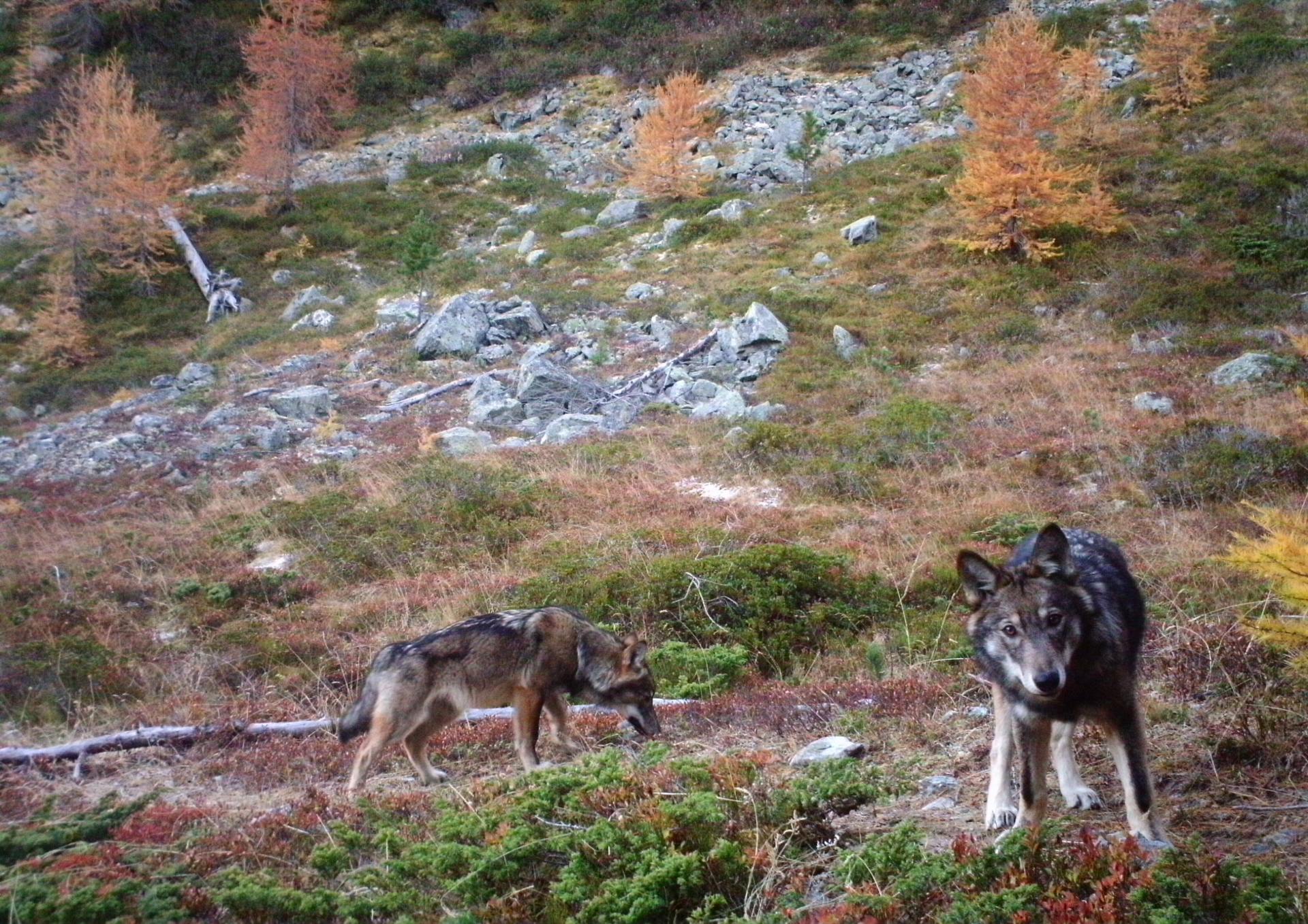 Deux loups surpris par un piège photo du Groupe loup suisse dans la région d’Augstbord, dans le Haut-Valais, en novembre 2016.