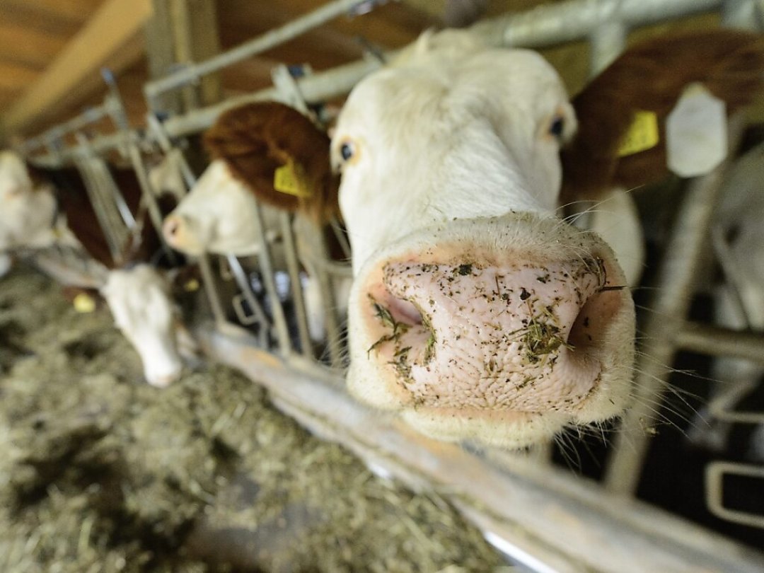 Malgré les protestations, les 235 bêtes d'une exploitation laitière de Saint-Laurent, en Haute-Savoie, ont été abattues mardi et mercredi (image d'illustration).