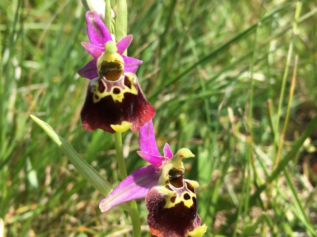 L’ophrys bourdon ne manque pas d'atouts pour attirer le mâle de son choix!