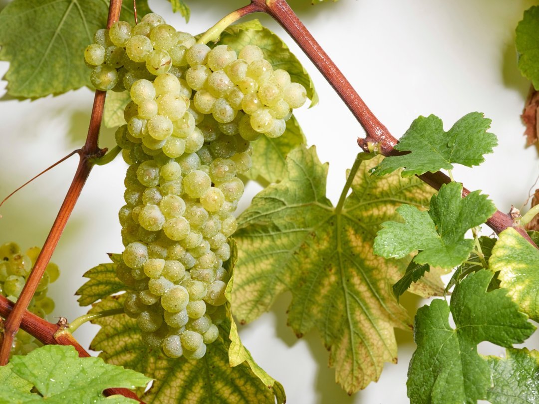 Le Lafnetscha est présent en Valais depuis quatre siècles. Un vin qui s’exprime pleinement après quelques années de vieillissement.