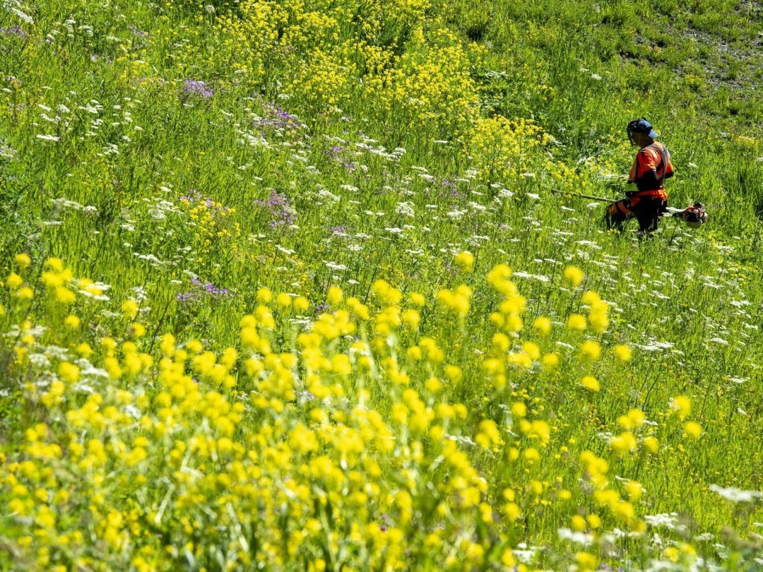 De plus en plus présent en Valais, le bunias d'Orient est particulièrement reconnaissable à ses petites fleurs jaunes.