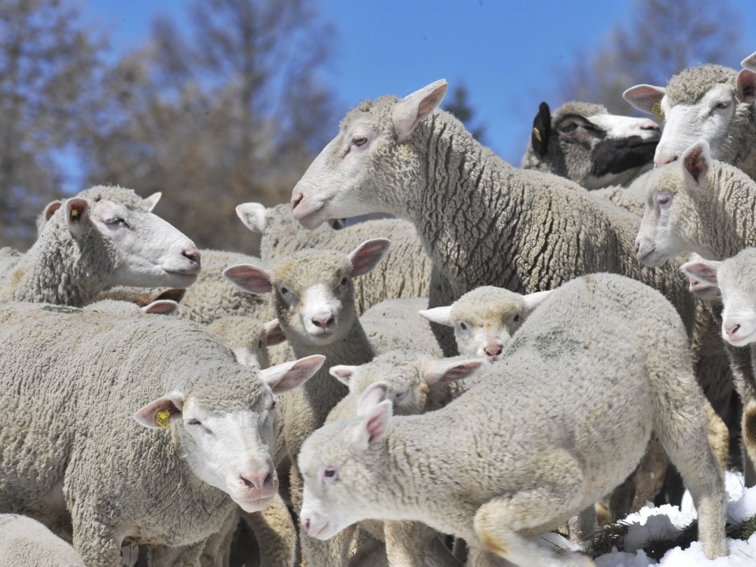 Les moutons ont déjà payé un lourd tribut au loup cette année en Valais.