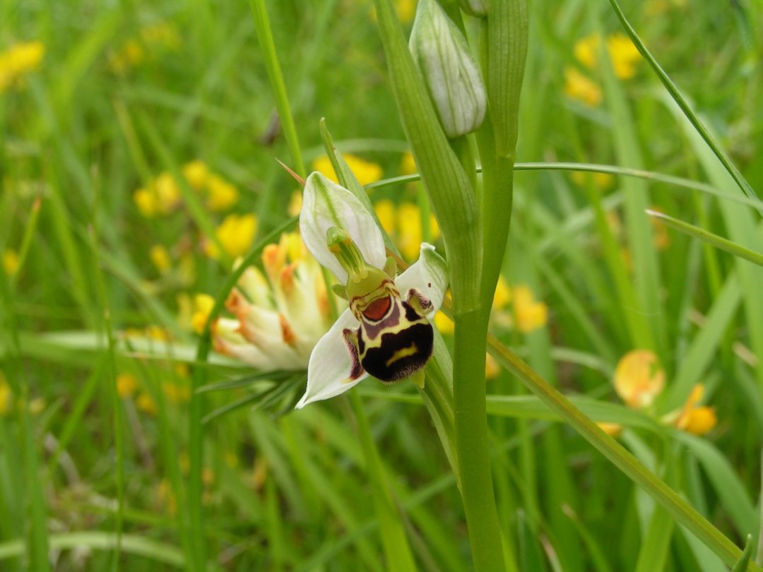 Les ophrys - dont cet ophrys abeille- miment à la perfection (taille, forme, pilosité, odeur) la femelle d’un insecte. Leur labelle est une véritable piste d’atterrissage pour les mâles.