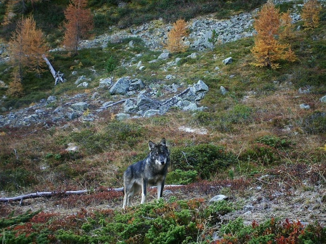 Le loup isolé a tué au moins 30 animaux de rente dans la vallée de Conches (illustration).