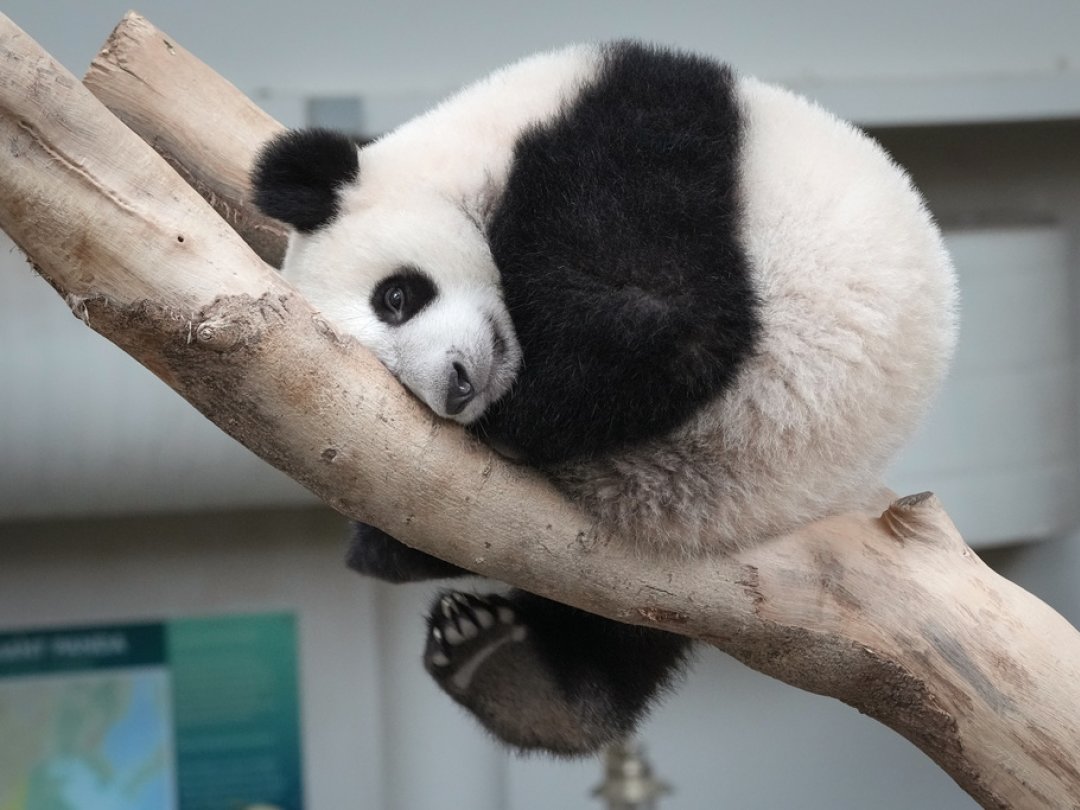 Le panda géant est un cas rare de grand carnivore devenu un herbivore (illustration).