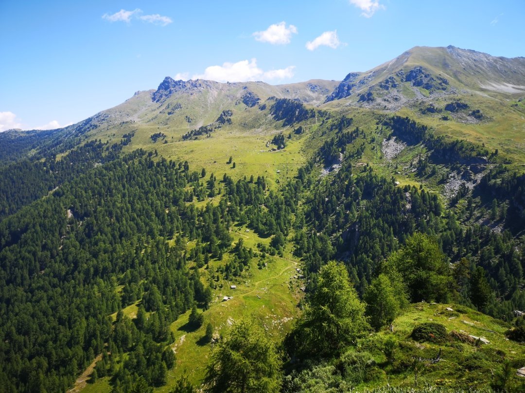 Le pâturage boisé de l'alpage de Tsartsey, dans le vallon de Réchy, fait l'objet d'un projet de revitalisation.