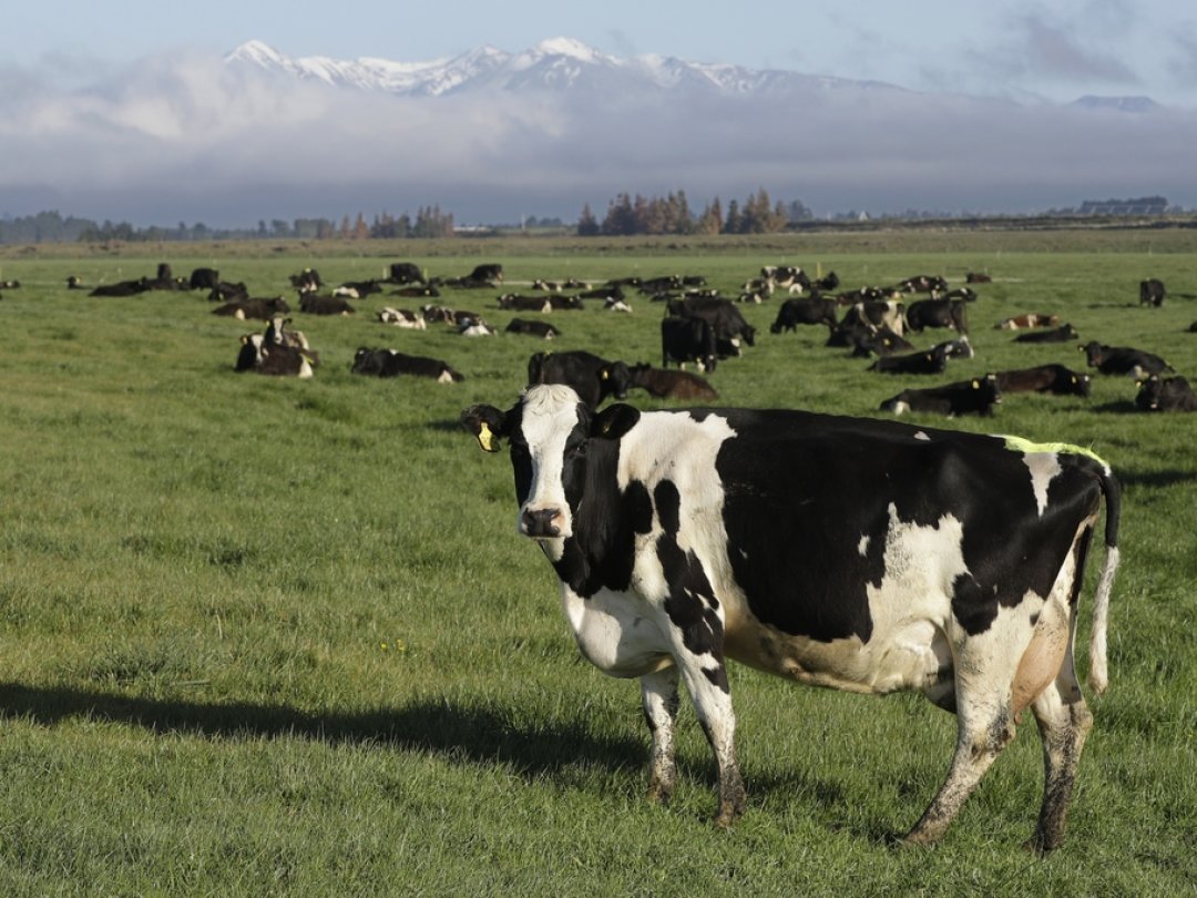 Le programme prévoit que les agriculteurs paient pour les émissions de gaz de leurs animaux, comme le méthane contenu dans les pets et les rots des vaches, et le protoxyde d'azote contenu dans l'urine du bétail. (illustration)