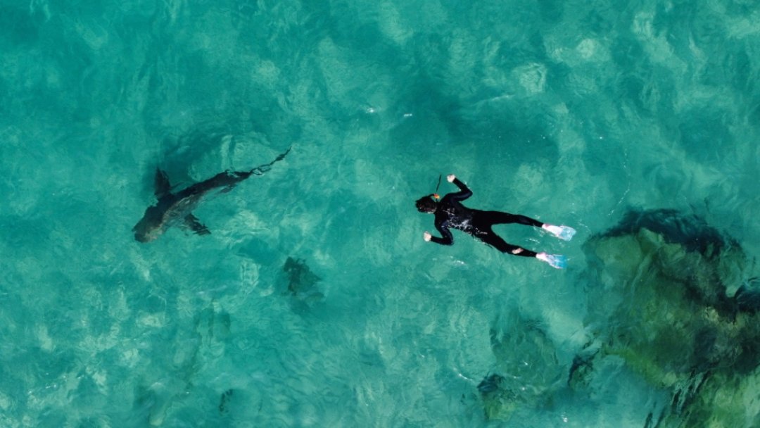 Australie: une adolescente de 16 ans tuée par un requin dans une rivière