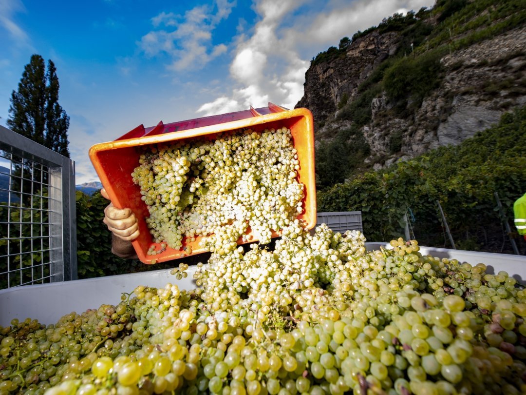 La viticulture représente la moitié du rendement de l'agriculture valaisanne.