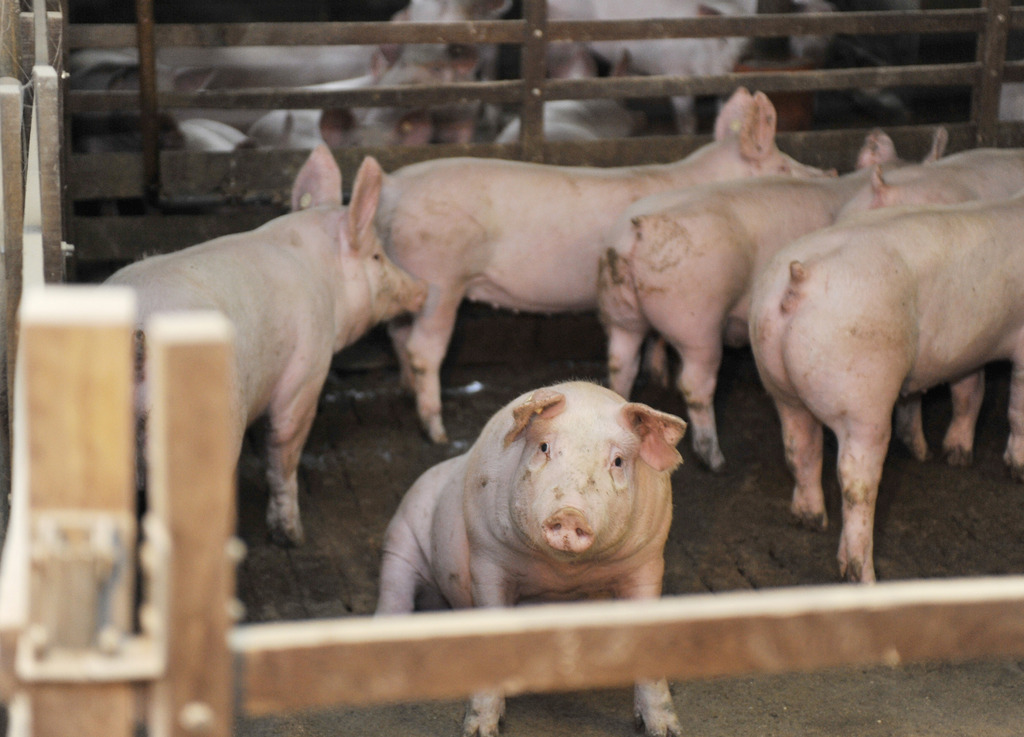 Ein Schwein sitzt am Freitag (07.01.11) im Schweinezuchtbetrieb von Walter Babbe in Schlamersdorf in einem Stall. Walter Babbe ist einer der vielen Betroffenen, dessen Schweinezuchtbetrieb ein Vermarktungsverbot auf Grund des Verdachts auf Fuetterung mit dioxinhaltigem Futter erhielt. Die schleswig-holsteinische Landwirtschaftsministerin Juliane Rumpf (CDU) besuchte am Freitag den von den Auswirkungen des Dioxinskandals betroffenen Schweinemastbetrieb in Schlamersdorf. (zu dapd-Text) Foto: Tim Riediger/dapd