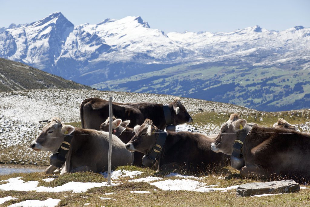 Rinder liegen nach einem kurzzeitigen Wintereinbruch am Sonntag, 28. August 2011 an der waermenden Sonne auf dem Dreibuendnenstein oberhalb Chur. (KEYSTONE/Arno Balzarini)