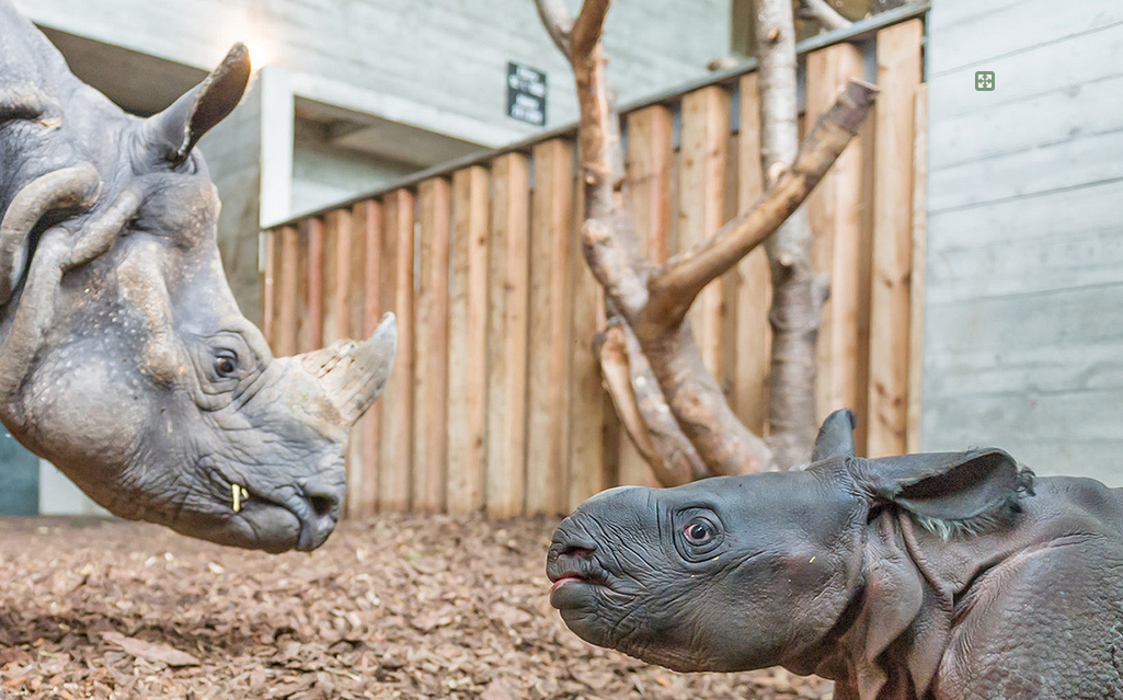 Kiran, un petit rhinocéros indien a vu le jour dans la nuit du 5 octobre au Zoo de Bâle. En première européenne, la naissance s'est déroulée dans des conditions proches de l'état sauvage. 
