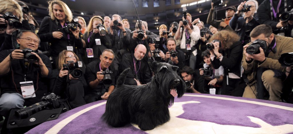 C'est un terrier écossais élevé en Russie qui a remporté le titre de plus beau chien d'Europe. 