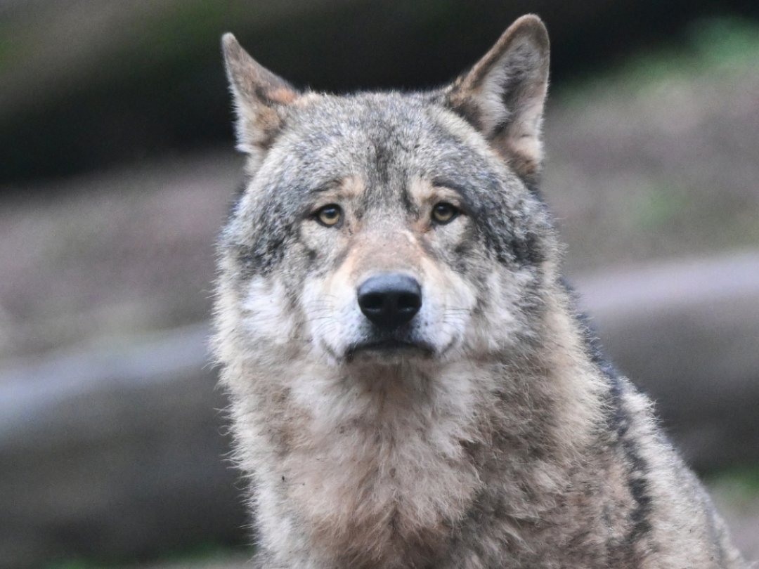 Le groupe des défenseurs du loup critique ce qu'il considère comme des formulations vagues dans la loi sur la chasse qui offrent une grande marge de manœuvre pour autoriser le tir de loups.
