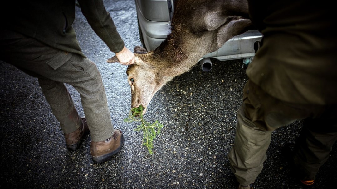 La chasse est ouverte en Valais: 1700 cerfs à tirer, les chamois à préserver