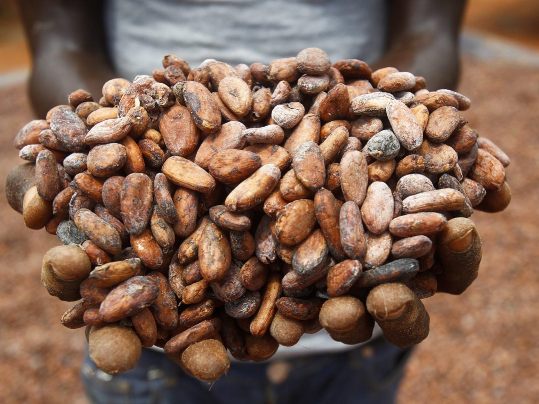 En Côte d'Ivoire, 600 000 planteurs cultivent et récoltent 2,2 millions de tonnes de cacao (archives).
