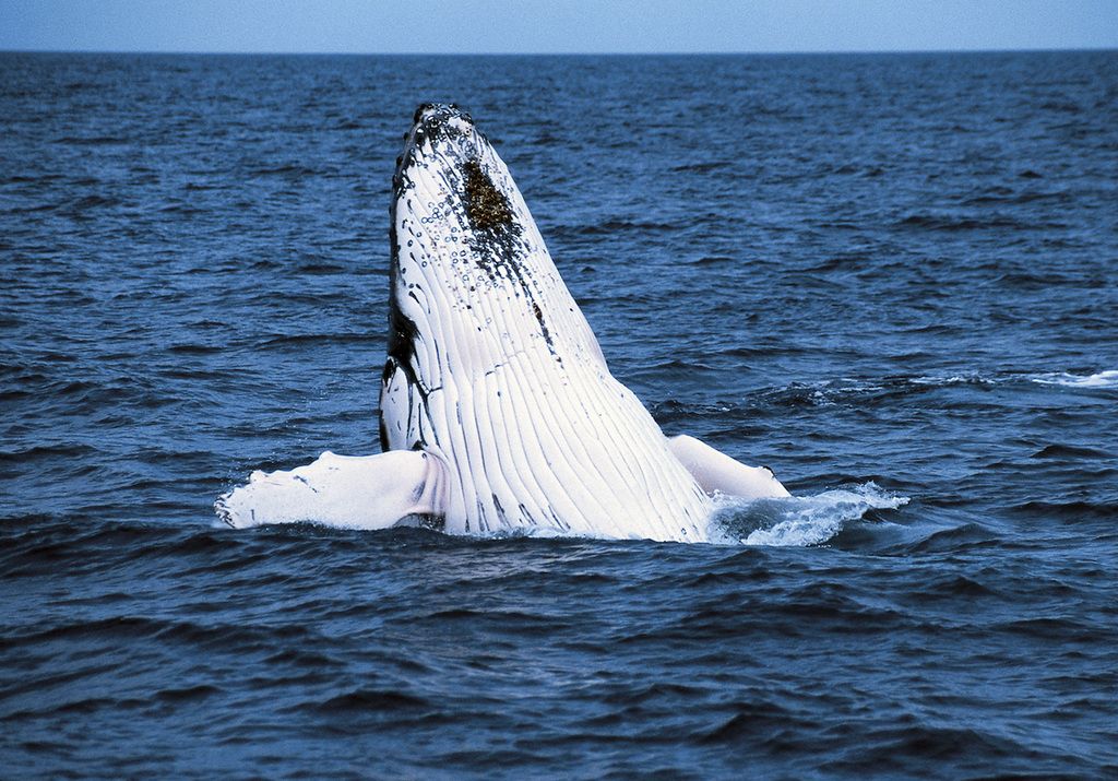 Les défenseurs des baleines jugent mensonger le prétexte scientifique de la pêche, estimant qu'il s'agit d'une pêche commerciale déguisée.