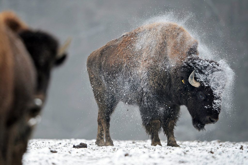 Des bisons, ici début 2013 en Allemagne, pourraient être réintroduits dans le Jura.