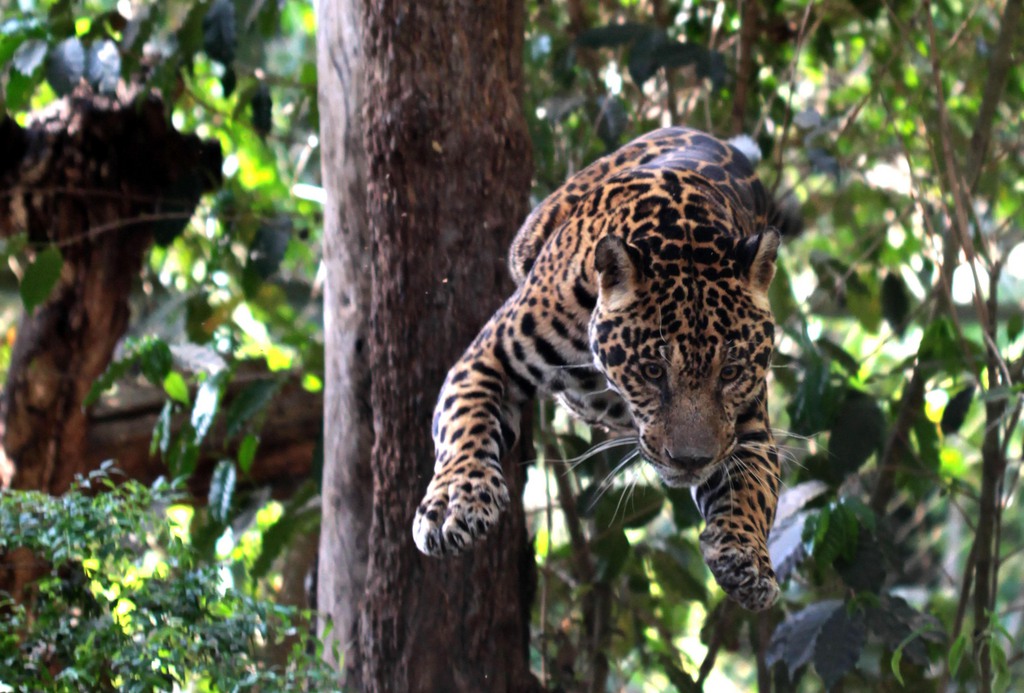 Un carnivore qui disparaît et c'est tout l'équilibre de la forêt primitive brésilienne qui est menacé...