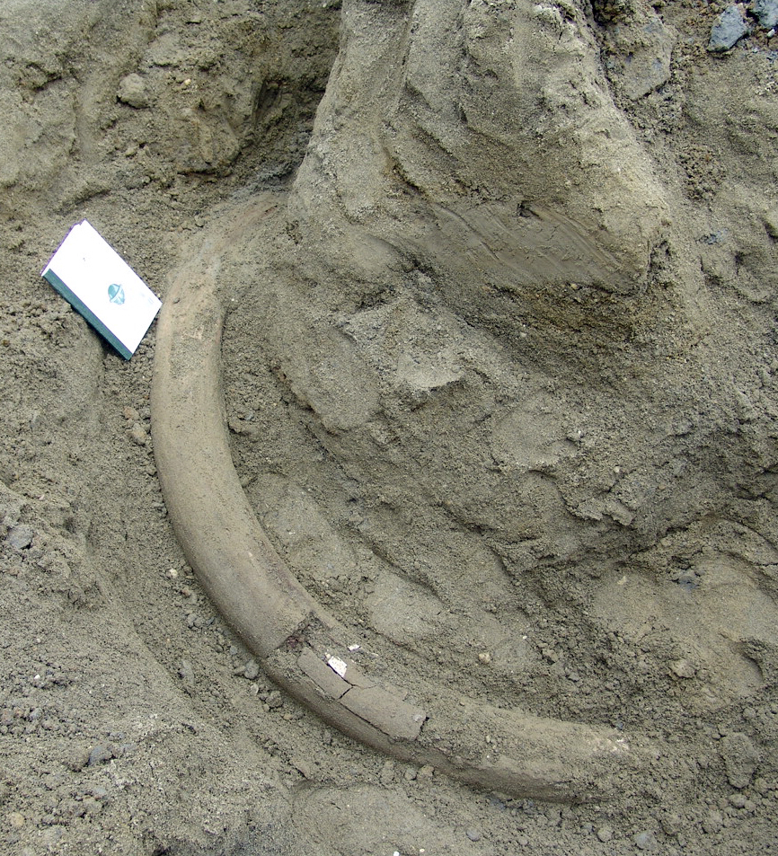 La défense recourbée de mammouth date d'il y a 10'000 à 11'000 ans. 
