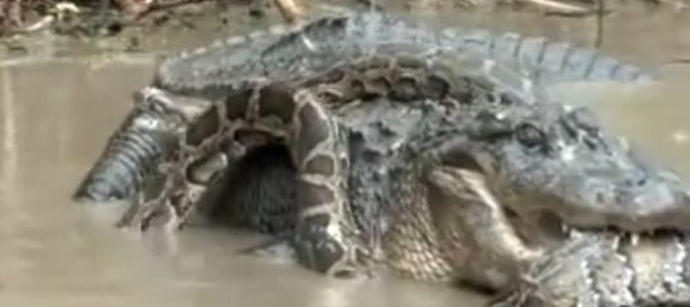 Le python de 3 mètres s'est enroulé autour du crocodile, long d'environ un mètre. (photo d'illustration)