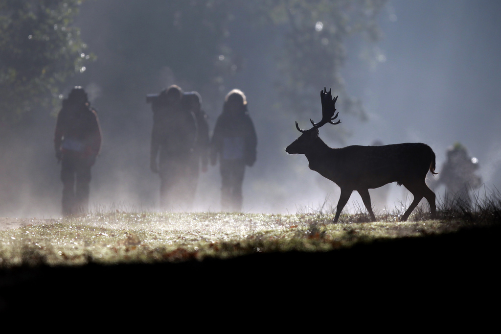 Walkers make their way past a lone stag as it walks through the early morning sunshine at Dunham Massey in Altrincham, north western England, Sunday Oct. 14, 2012. October is the peak of the stag rutting season when male deer fight for the right to mate with the hinds and their mating calls are heard throughout the countryside. (AP Photo/PA, Dave Thompson) UNITED KINGDOM OUT  NO SALES  NO ARCHIVE
